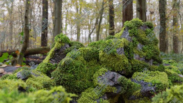images/goods_img/20210312/3D model Moss 7 Species and Stones - PBR Asset Kit/2.jpg